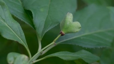 Spindle Tree 'nin olgunlaşmamış yeşil meyveleri (Euonymus europaeus)