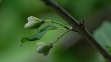 Spindle Tree 'nin olgunlaşmamış yeşil meyveleri (Euonymus europaeus)