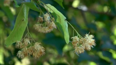Çay için Küçük Yapraklı Kireç Çiçekleri Toplanıyor (Tilia kordata)
