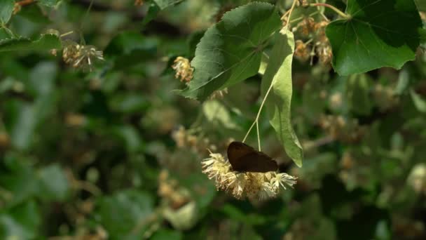 Het Plukken Van Kleinbladige Lindebloemen Voor Thee Tilia Cordata — Stockvideo