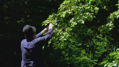 Çay için Küçük Yapraklı Kireç Çiçekleri Toplanıyor (Tilia kordata)