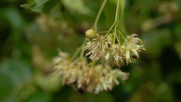 Сбор Мелколистных Цветов Лайма Чая Tilia Cordata — стоковое видео