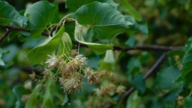 Çay için Küçük Yapraklı Kireç Çiçekleri Toplanıyor (Tilia kordata)