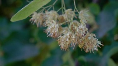 Hafif esintide küçük yapraklı kireç çiçekleri (Tilia korverisi)