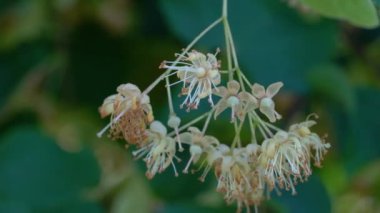 Hafif esintide küçük yapraklı kireç çiçekleri (Tilia korverisi)