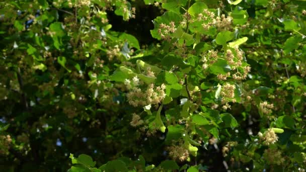 Μικρά Άνθη Ασβέστη Ελαφρύ Αεράκι Tilia Cordata — Αρχείο Βίντεο