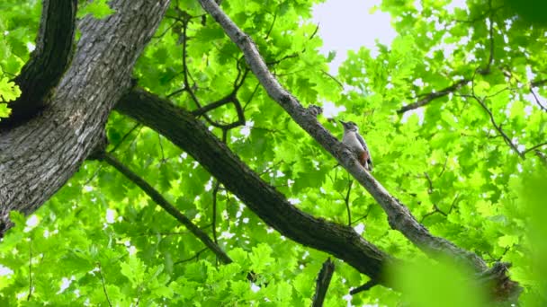 Gran Pájaro Carpintero Manchado Árbol Dendrocopos Major — Vídeos de Stock