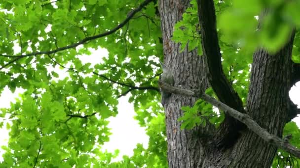 Europeisk Grön Hackspett Träd Skogen Ung Picus Viridis — Stockvideo