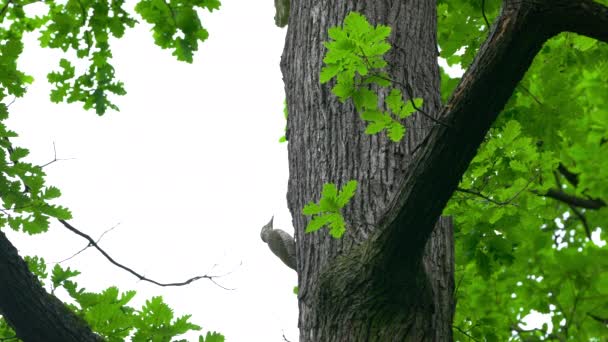 Europeisk Grön Hackspett Träd Skogen Ung Picus Viridis — Stockvideo