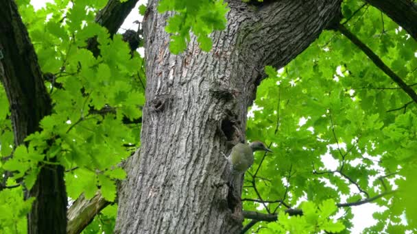 Dzięcioł Zielony Europejski Drzewie Pobliżu Gniazda Lesie Młody Picus Viridis — Wideo stockowe