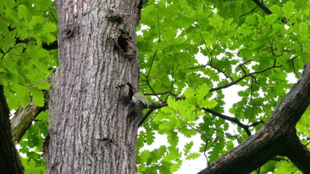 Europese Groene Specht Aan Boom Nabij Nest Bos Jong Picus — Stockvideo