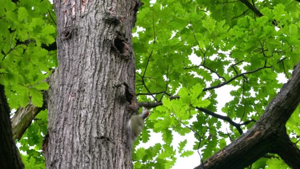 Europese Groene Specht Aan Boom Nabij Nest Bos Jong Picus — Stockvideo