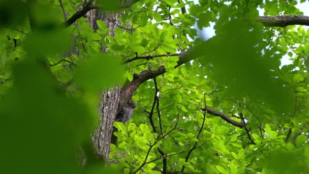 Чорний Дятел Добуває Личинки Жуків Дерева Самиці Dryocopus Martius — стокове відео