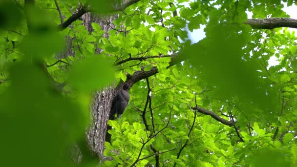 Dzięcioł Czarny Wyciąga Larwy Chrząszczy Drzewa Samica Dryocopus Martius — Wideo stockowe