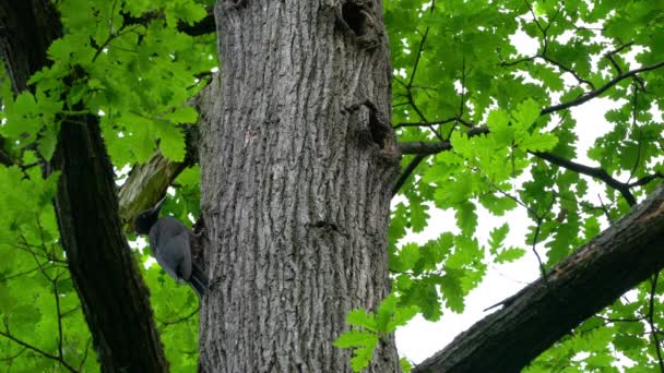 Black Woodpecker Enters Nest Tree Trunk Dryocopus Martius — Stock Video