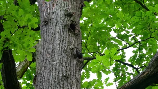 Pájaro Carpintero Negro Árbol Cerca Del Nido Bosque Dryocopus Martius — Vídeos de Stock