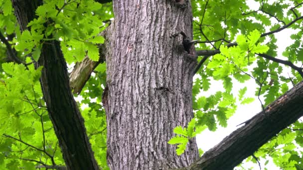 木の幹に黒いキツツキが巣に入ります Dryocopus Martius — ストック動画