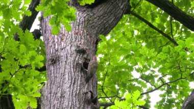 Avrupa Yeşil Ağaçkakanı (Picus viridis) ve Kara Ağaçkakan (Dryocopus martius) ağaçtaki yuvaların yakınında birbirlerine bakarlar.