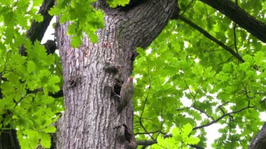 Ormandaki yuvanın yakınındaki ağaçta Avrupa Yeşil Ağaçkakanı, erkek (Picus viridis)