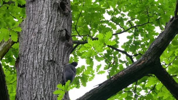 Dzięcioł Czarny Drzewie Pobliżu Gniazda Lesie Samica Dryocopus Martius — Wideo stockowe