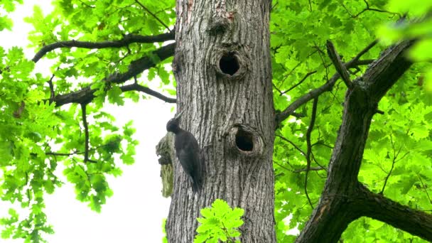 Pájaro Carpintero Negro Entra Nido Tronco Del Árbol Hembra Dryocopus — Vídeos de Stock