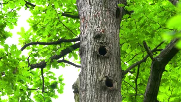 Pájaro Carpintero Negro Asoma Del Nido Tronco Del Árbol Dryocopus — Vídeos de Stock