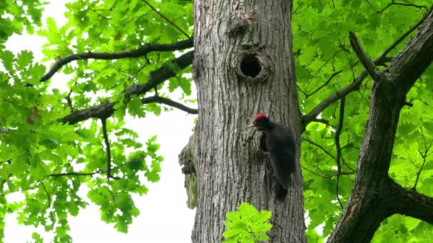Dzięcioł Czarny Drzewie Pobliżu Gniazda Lesie Samiec Dryocopus Martius — Wideo stockowe