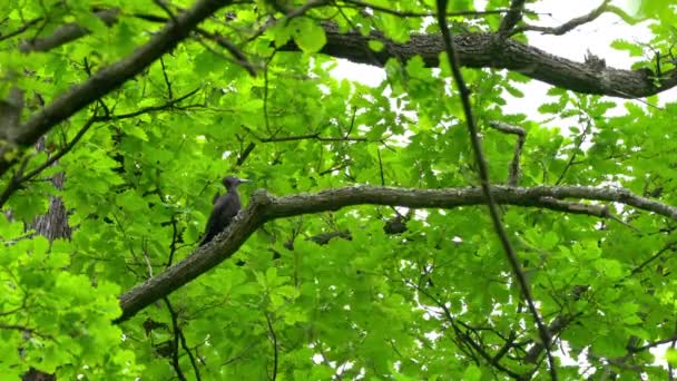 Svart Hackspett Träd Nära Näste Skogen Hona Dryocopus Martius — Stockvideo