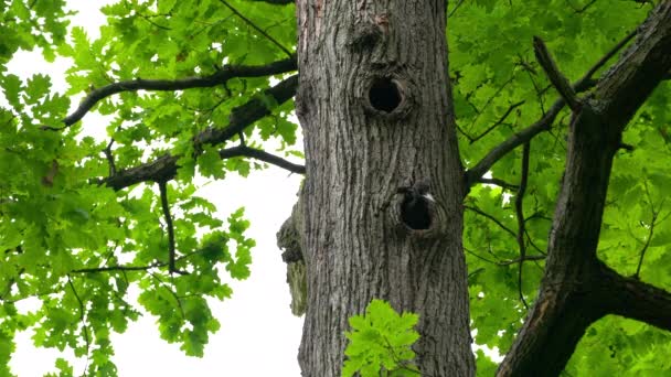Dzięcioł Czarny Podgląda Wyłania Się Gniazda Drzewie Dryocopus Martius — Wideo stockowe