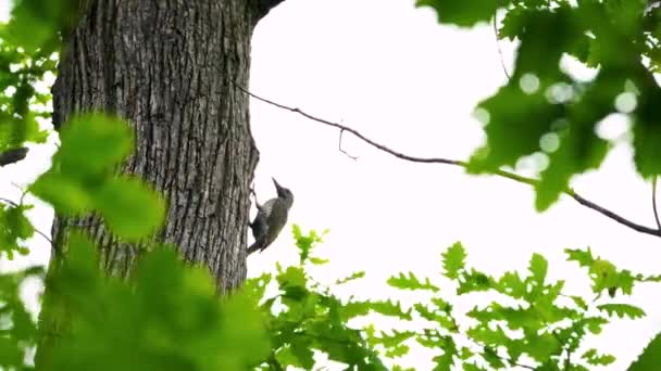 Europese Groene Specht Aan Boom Bos Jong Picus Viridis — Stockvideo