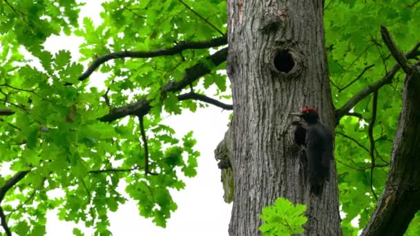 Dzięcioł Czarny Drzewie Pobliżu Gniazda Lesie Samiec Dryocopus Martius — Wideo stockowe