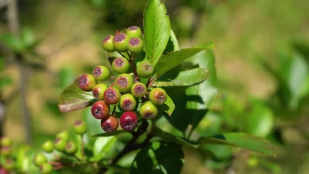 Amadurecimento Aronia Frutas Ambiente Natural Melanocarpa — Vídeo de Stock