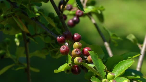 Amadurecimento Aronia Frutas Ambiente Natural Melanocarpa — Vídeo de Stock