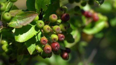 Doğal ortamda olgunlaşan Aronia meyveleri (Melanocarpa)