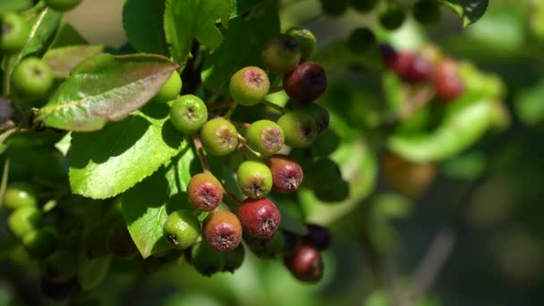 Amadurecimento Aronia Frutas Ambiente Natural Melanocarpa — Vídeo de Stock