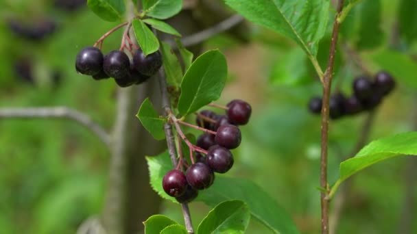 Ripening Aronia Fruits Natural Environment Melanocarpa — Stock Video