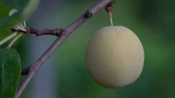 Amadurecimento Plum Branco Orgânico Ambiente Natural — Vídeo de Stock