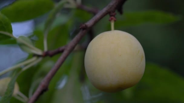 Zrání Organické Bílé Švestky Přírodním Prostředí — Stock video