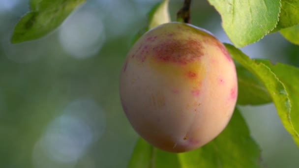 Ciruela Blanca Orgánica Madura Entorno Natural — Vídeos de Stock