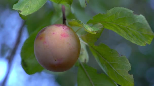 自然環境で有機白梅を熟す — ストック動画