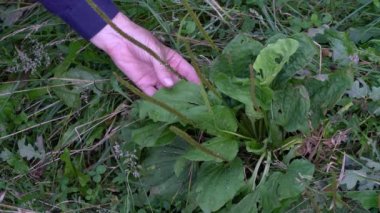 Doğal ortamda Broadleaf Plantain (Bitki örtüsü) toplanıyor