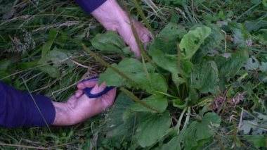 Doğal ortamda Broadleaf Plantain (Bitki örtüsü) toplanıyor