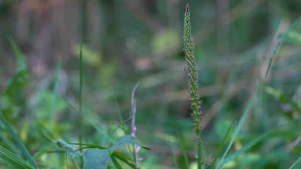 Развивающиеся Плоды Plantago Majo Plantago Majo Природной Среде — стоковое видео