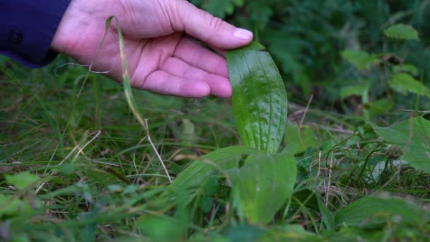 Разработка Листьев Растения Ribwort Plantain Plantago Lanceolata Естественной Среде — стоковое видео