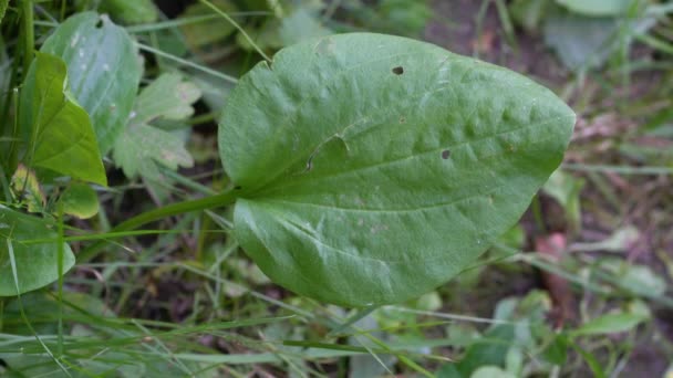 Leaf Broadleaf Plantain Plantago Major Slight Breeze — Stock Video
