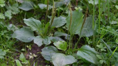 Doğal ortamda Broadleaf Plantain (Bitkisel Büyük) meyvelerinin geliştirilmesi