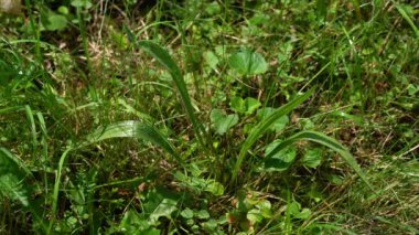 Doğal ortamda Ribwort Plantain (Bitki Lanceolata) yaprakları gelişmektedir. 