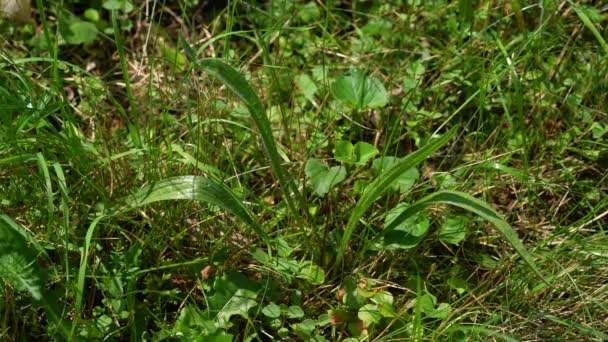 Desenvolvendo Folhas Ribwort Plantain Plantago Lanceolata Ambiente Natural — Vídeo de Stock