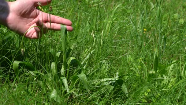 Het Ontwikkelen Van Bladeren Van Ribwort Weegbree Plantago Lanceolata Natuurlijke — Stockvideo