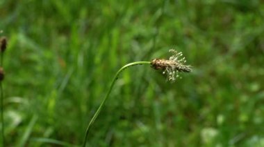 Doğal ortamda Ribwort Plantain (Bitkisel Lanceolata) meyvelerinin geliştirilmesi